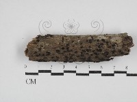 登錄號:F0030347藏品圖，第1張