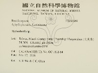 絲齒菌屬藏品圖，第2張