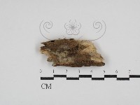 絲齒菌屬藏品圖，第1張