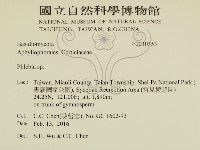 顯絲菌屬藏品圖，第2張
