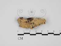 登錄號:F0030354藏品圖，第1張