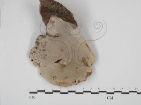 靈芝屬藏品圖，第3張