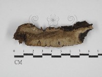 多年臥孔菌屬藏品圖，第1張
