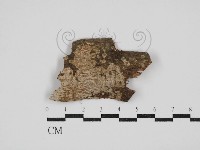 刺皮菌屬藏品圖，第1張