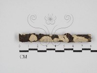 刺皮菌屬藏品圖，第1張