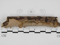 刺皮菌屬藏品圖，第1張