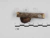 多孔菌屬藏品圖，第3張