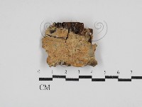 絲齒菌屬藏品圖，第1張