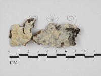 絲皮菌屬藏品圖，第1張