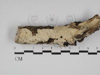 登錄號:F0030393藏品圖，第1張