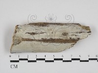 登錄號:F0030395藏品圖，第1張