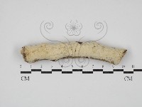 登錄號:F0030400藏品圖，第1張