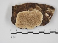 登錄號:F0030402藏品圖，第1張