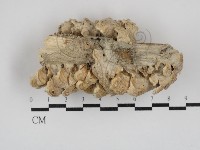 附毛菌屬藏品圖，第3張
