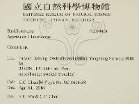 珊瑚菌屬藏品圖，第2張