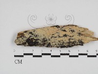 登錄號:F0030406藏品圖，第1張