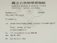 多年臥孔菌屬藏品圖，第2張