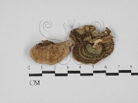 登錄號:F0030408藏品圖，第1張
