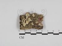 栓菌屬藏品圖，第1張