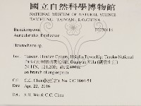 刺皮菌屬藏品圖，第2張