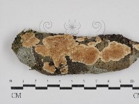 齒耳菌屬藏品圖，第1張