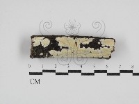 絲齒菌屬藏品圖，第1張