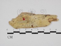 登錄號:F0030423藏品圖，第1張