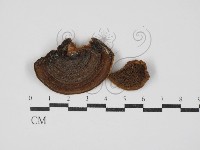 登錄號:F0030424藏品圖，第1張