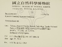 刺革菌屬藏品圖，第2張