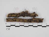 刺革菌屬藏品圖，第1張