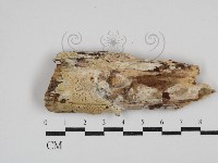 登錄號:F0030427藏品圖，第1張