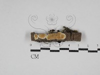 登錄號:F0030429藏品圖，第1張