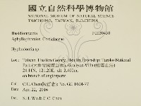 絲齒菌屬藏品圖，第2張