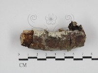 絲齒菌屬藏品圖，第1張