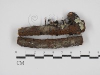 刺革菌屬藏品圖，第1張