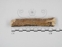 登錄號:F0030432藏品圖，第1張