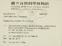 剛毛絲皮菌藏品圖，第2張