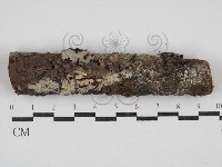 剛毛絲皮菌藏品圖，第1張