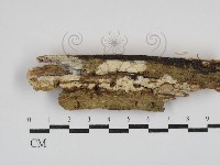 登錄號:F0030439藏品圖，第1張