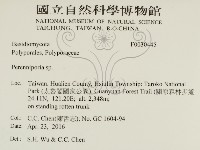 多年臥孔菌屬藏品圖，第2張