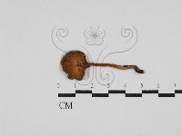 登錄號:F0030447藏品圖，第1張
