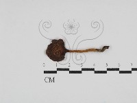 登錄號:F0030447藏品圖，第3張