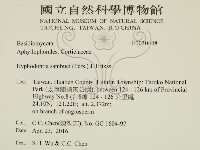 冇骨消絲齒菌藏品圖，第2張