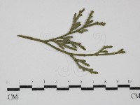 登錄號:F0030451藏品圖，第1張