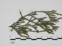 登錄號:F0030451藏品圖，第3張