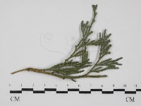 登錄號:F0030452藏品圖，第1張