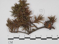 登錄號:F0030454藏品圖，第1張