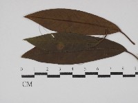 登錄號:F0030459藏品圖，第1張