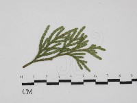 登錄號:F0030462藏品圖，第1張