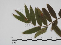 登錄號:F0030463藏品圖，第1張